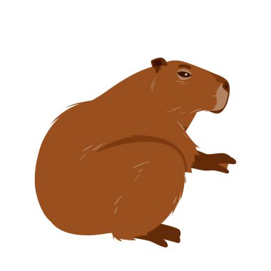 Tatlı Capybara oturuyor. Kahverengi kürklü, pençeli ve kawaii ağızlıklı Capibara 'nın sevimli yan portresi, komik duruşu olan vahşi yarı su kemirgeni, neşeli hayvan karakter çizimi vektör çizimi