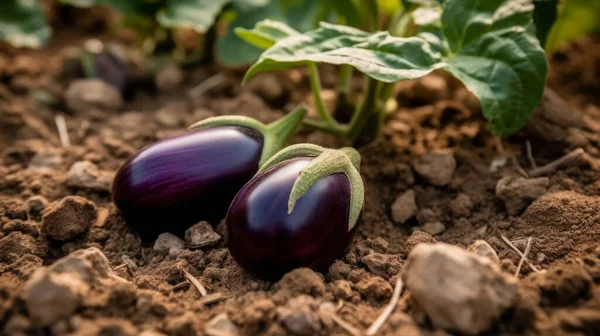 Ripe Eggplant Garden Fresh Organic Eggplant Aubergine Purple Aubergine Growing — Stock Photo, Image