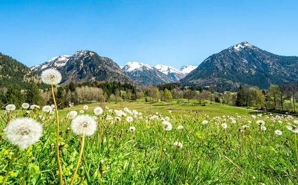 Erstaunliche Blumenwiesen Und Schneebedeckte Berge Hintergrund Bayern Alpen Allgau Deutschland Stockfoto