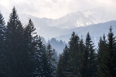 Dağlık yamaçlar, karla kaplı dağ tepeleri ve sisle kaplanmış yeşil kozalaklı alçak vadinin sisleri. Alpler, Allgau, Gunzesriedertal 'deki manzara karlı kış manzarası