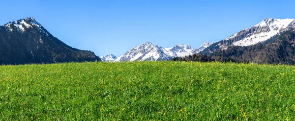 Piękna Łąka Trawiasta Małymi Żółtymi Kwiatkami Snowcapped Panorama Gór Jasnym — Zdjęcie stockowe