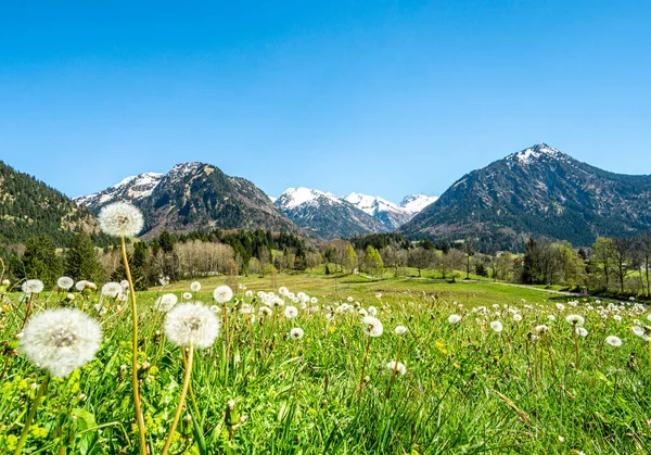 Verbazingwekkende Bloemenweide Sneeuw Bedekte Bergen Achtergrond Bavaria Alpen Allgau Duitsland Stockfoto