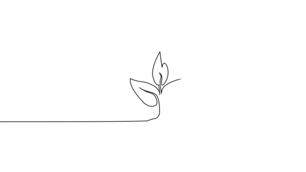 Animovaný Barevný Souvislý Jednořádkový Výkres Mladé Rostliny Růstový Koncept Line — Stock video