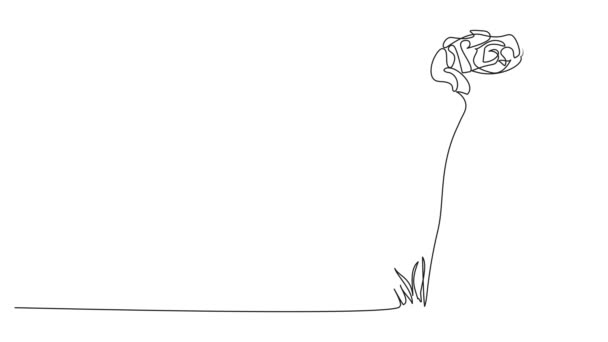 Анімований Кольоровий Безперервний Однорядковий Малюнок Квітки Художня Анімація Лінії — стокове відео