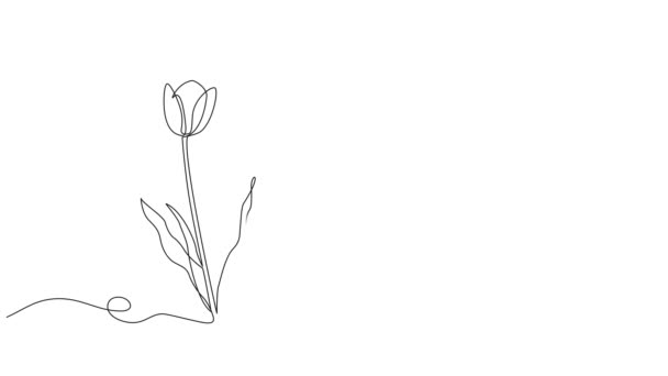 Animowane Ciągłe Jednoliniowe Rysowanie Tulipanów Świeże Kwiaty Linia Animacja Sztuki — Wideo stockowe