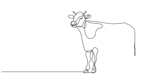 Animated Continuous Single Line Drawing Dairy Cow Line Art Animation — Vídeo de Stock