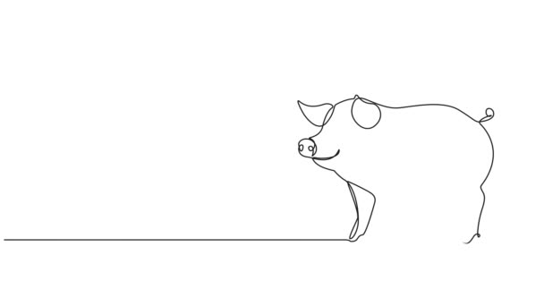 Animated Continuous Single Line Drawing Domestic Pig Line Art Animation — Stockvideo