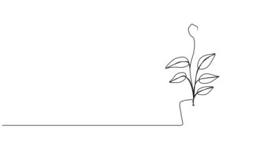 saksı çiçeğinin sürekli tek çizgi çizimi, çizgi sanat animasyonu