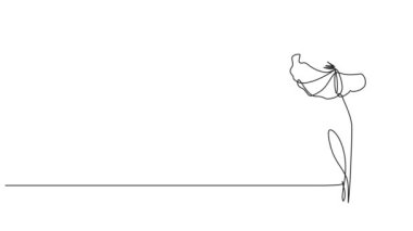 Vahşi çiçeğin sürekli çizimi, mısır haşhaşı çizgi sanatı animasyonu