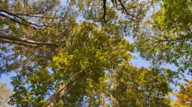 # Yeşil ağaçlara ve mavi gökyüzüne bakarken #