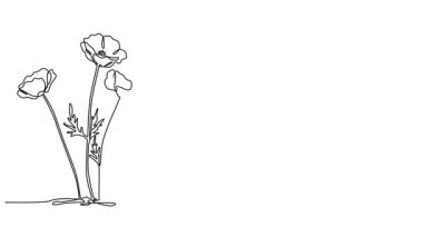 Haşhaş çiçeklerinin sürekli çizimi, yaban çiçeği çizgisi sanat animasyonu