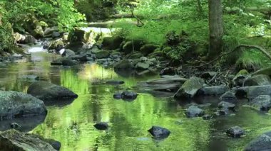 Berrak suları ve yemyeşil ağaçlarla çevrili yosun kaplı kayaları olan yumuşak orman deresi. Doğa, rahatlama veya çevre projeleri için ideal