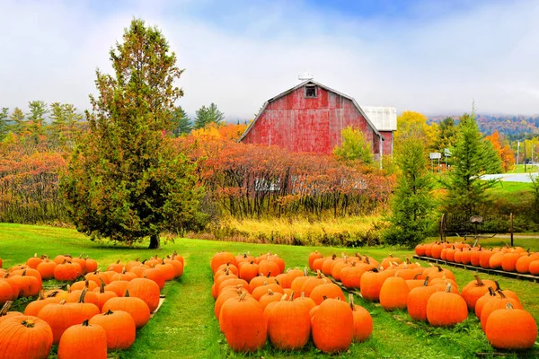 Herbst Kürbisfleck Mit Rustikaler Alter Roter Scheune Hintergrund Und Herbstfarben — Stockfoto