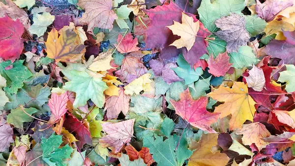 Colorful autumn maple leaf background. Fallen leaves of various colors. Cool hue.