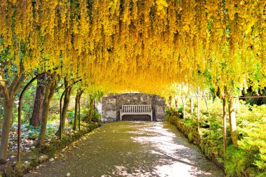 Bir İngiliz bahçesinde bahar boyunca Laburnum çiçeklerinin güzel altın kemeri