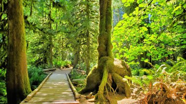 Pasifik Rim Ulusal Parkı, Vancouver Adası, BC, Kanada yağmur ormanları boyunca sahil yolu.