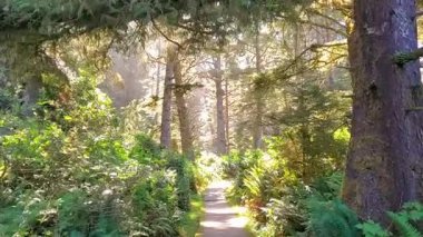 Pasifik Kıyısı Ulusal Parkı 'nın eski ormanlarında yürüme hareketi, Vancouver Adası, BC, Kanada. Güneş her zaman yeşil ağaçların arasından yükseliyor..