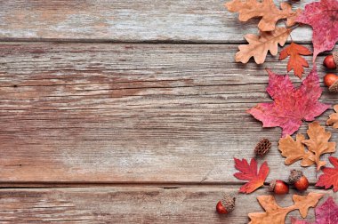 Renkli yapraklar ve fındıklar. Kırsal ahşap arka planda yan sınır. Kopyalama alanı ile genel görünüm.