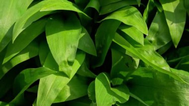 Ayı sarımsağı baharın başında orman zeminini tamamen kaplar..