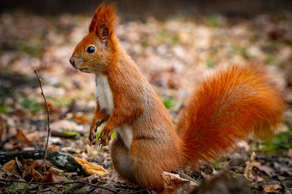 Red Squirrel Eating Peanuts — Stock Photo, Image
