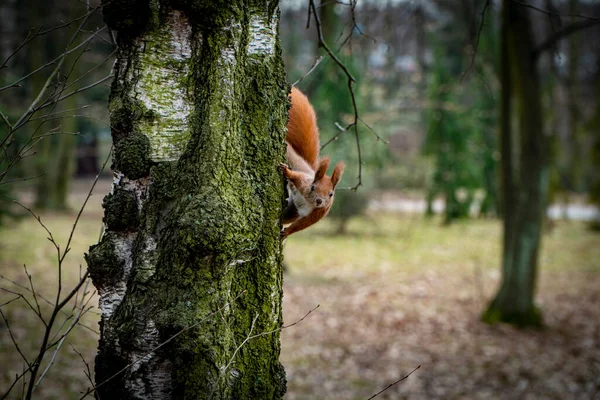 Esquilo Vermelho Curioso Espreitando Atrás Tronco Árvore — Fotografia de Stock