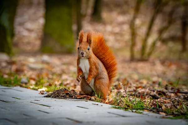 Red Squirrel Eating Peanuts — Stock Photo, Image