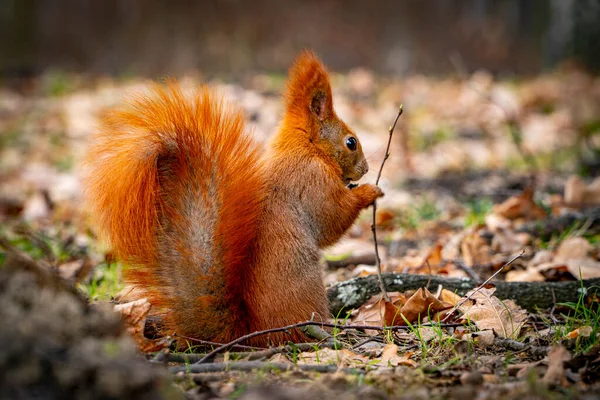 Esquilo Vermelho Comendo Amendoins — Fotografia de Stock