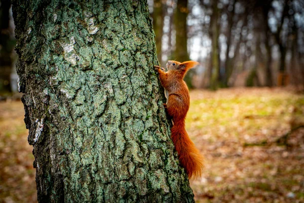 Red Squirrel Climbing Tree — Stock Photo, Image