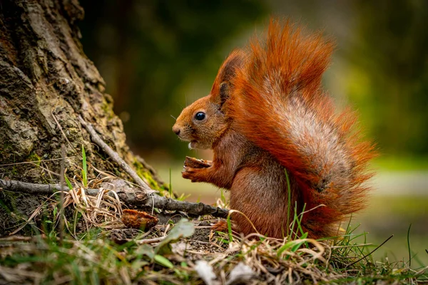 Red Squirrel Eating Peanuts — Stock Photo, Image