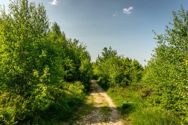 Beskids 'ta yaz yürüyüşü sırasında yeşil yemyeşil bir ormanın içinden geçen bir patika..