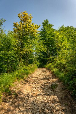 Beskids 'ta yaz yürüyüşü sırasında yeşil yemyeşil bir ormanın içinden geçen bir patika..