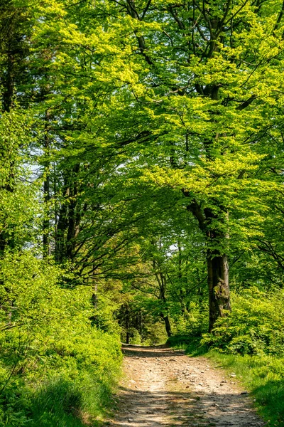 Stezka Vedoucí Zeleným Bujným Lesem Během Letní Turistiky Beskydech — Stock fotografie