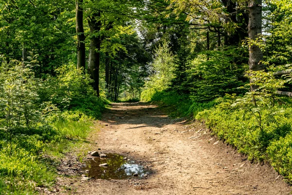 Egy Ösvény Vezet Zöld Buja Erdőben Nyáron Túrázás Beskids — Stock Fotó