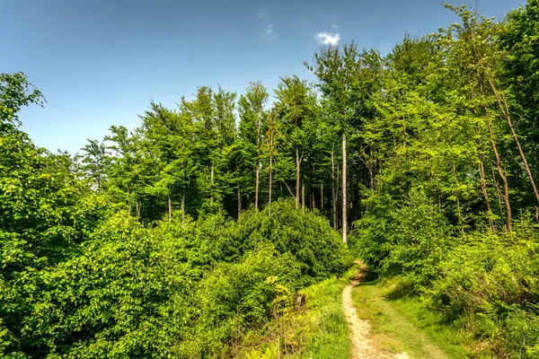 Ein Pfad Der Durch Einen Grünen Üppigen Wald Führt Während — Stockfoto