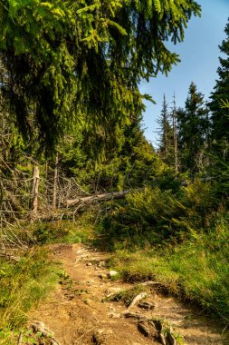 Beskids dağlarında turist gezisi.