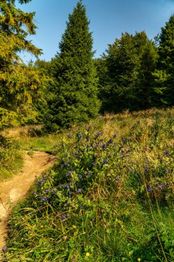 Beskids dağlarında turist gezisi.