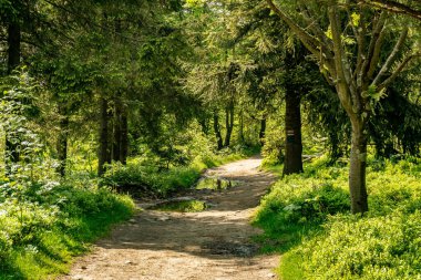 Beskids 'ta yaz yürüyüşü sırasında yeşil yemyeşil bir ormanın içinden geçen bir patika..