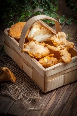 Taze hasat mantar ormanın içinde. Seçici odak.