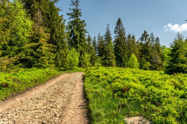 Beskids 'ta yaz yürüyüşü sırasında yeşil yemyeşil bir ormanın içinden geçen bir patika..