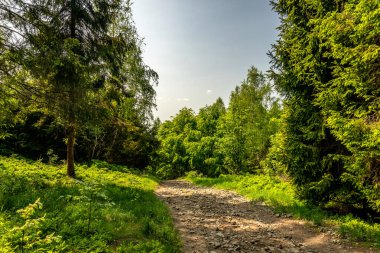 Beskids 'ta yaz yürüyüşü sırasında yeşil yemyeşil bir ormanın içinden geçen bir patika..