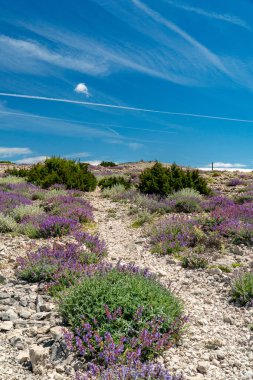 Aziz Vitus Dağı 'nın (Sveti Vid) tepesine yürüyüş yolu Pag adasının en yüksek zirvesi..