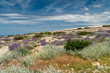 Aziz Vitus Dağı 'nın (Sveti Vid) tepesine yürüyüş yolu Pag adasının en yüksek zirvesi..