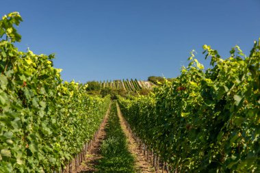 Şarap üretimi için üzüm bağları. Moravya, Çek Cumhuriyeti.