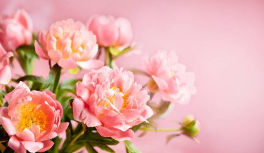 Fresh pink peony flowers close up on pink background banner.