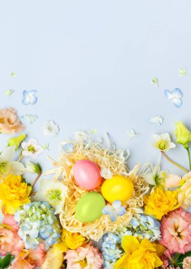 Easter composition with Spring Flowers and Easter eggs in nest on pastel blue background. Top view, copy space.