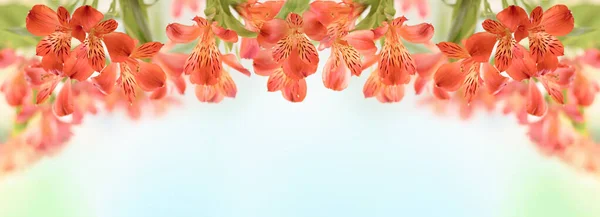 Spring Flower Banner. Bouquet of alstroemeria flowers closeup.  Soft focus
