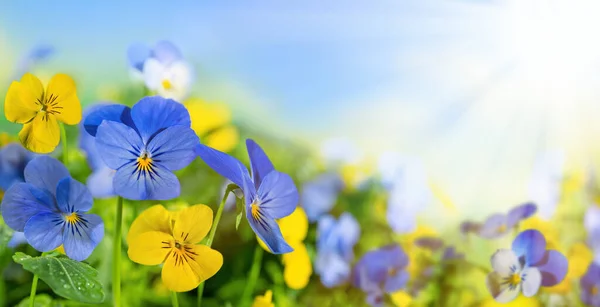 Flowering blue and yellow pansies in the garden. Summer nature landscape with fresh pansy flowers outdoor.