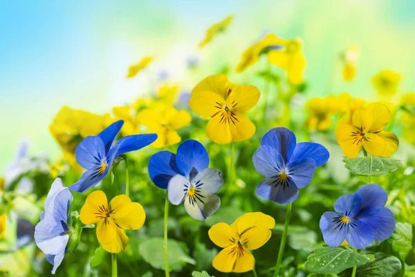 Flowering blue and yellow pansies in the garden. Summer nature landscape with fresh pansy flowers outdoor.