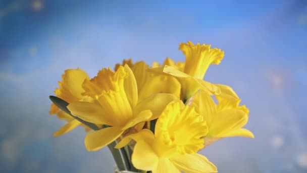 花瓶里有美丽的黄花 蓝色背景下的春季水仙花的旋转花束 视频剪辑
