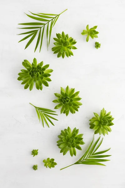Composizione Belle Piante Succulente Verdi Foglie Palma Sfondo Chiaro Vista — Foto Stock